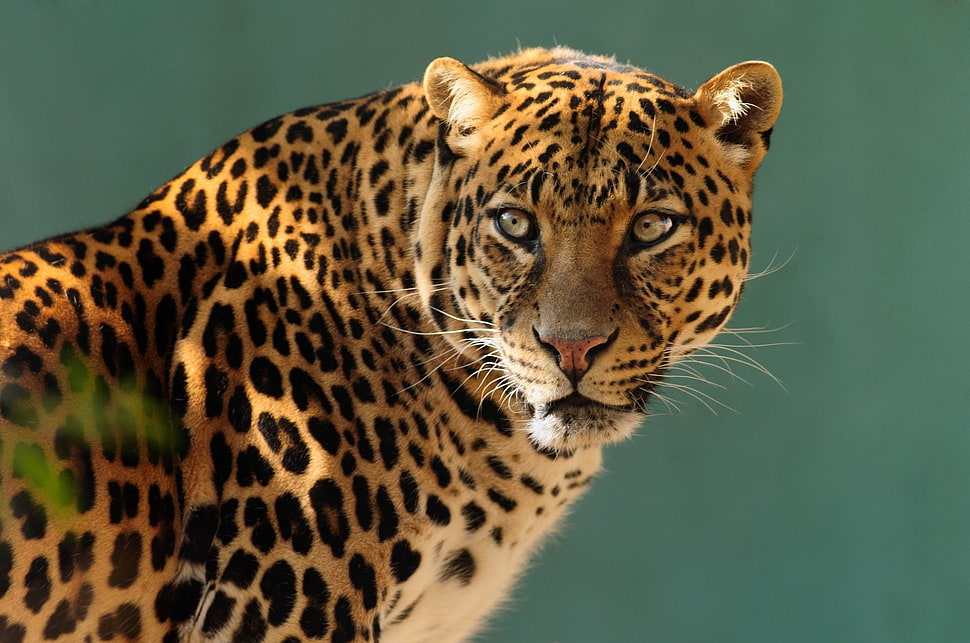 Leopard animal in close-up photography HD wallpaper